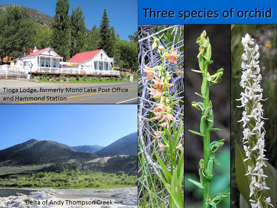 California, Mono County, Tioga Lodge