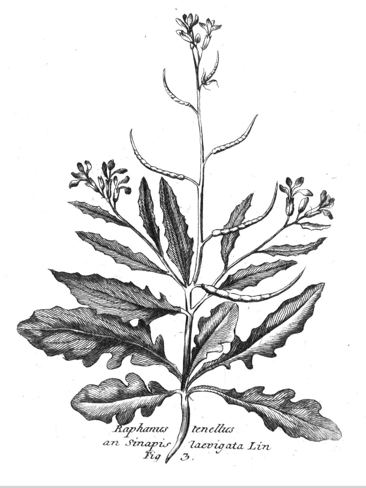 Brassicaceae, Chorispora tenella
