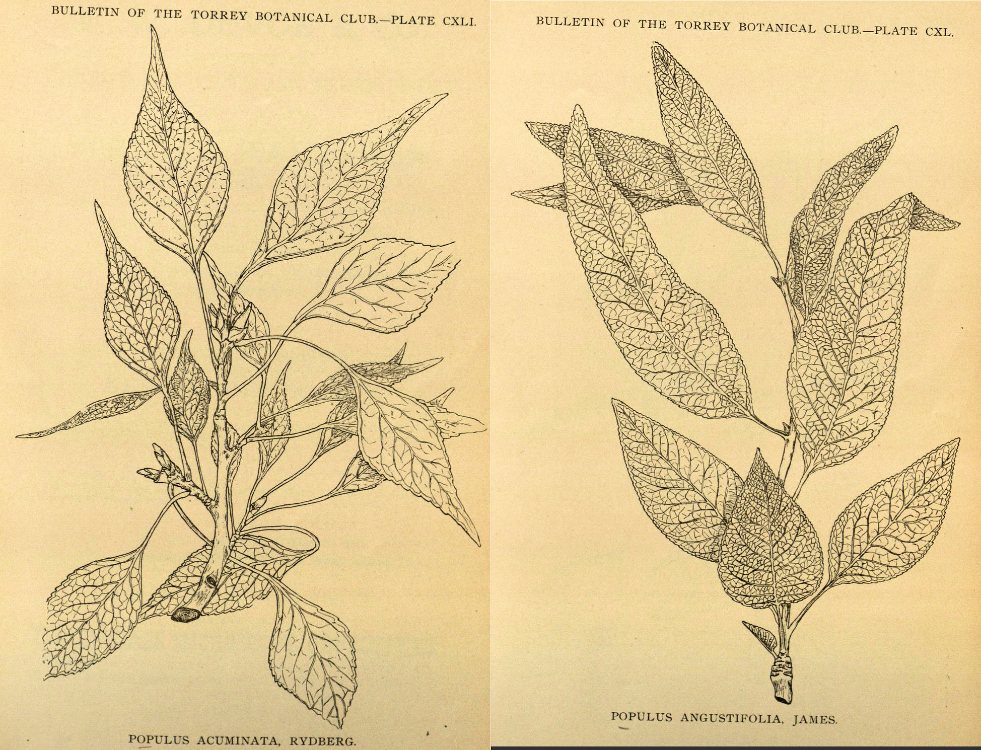 Salicaceae Populus acuminata