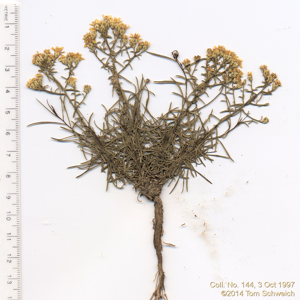 Asteraceae Gutierrezia sarothrae