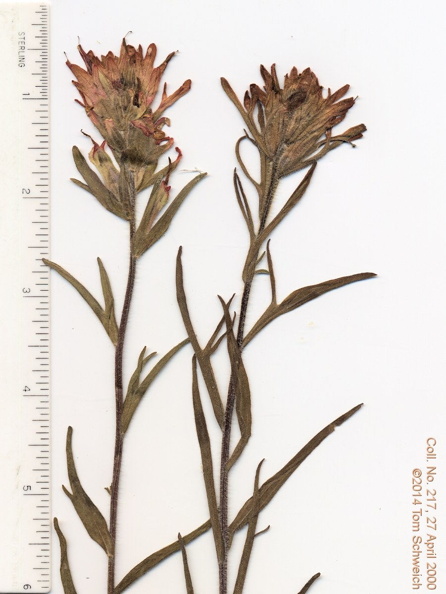 Orobanchaceae Castilleja chromosa