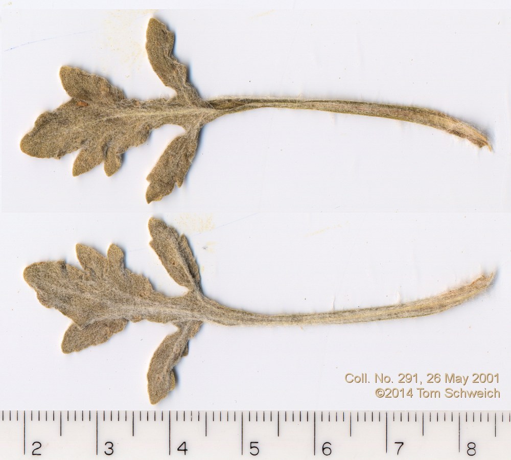 Asteraceae Baileya multiradiata