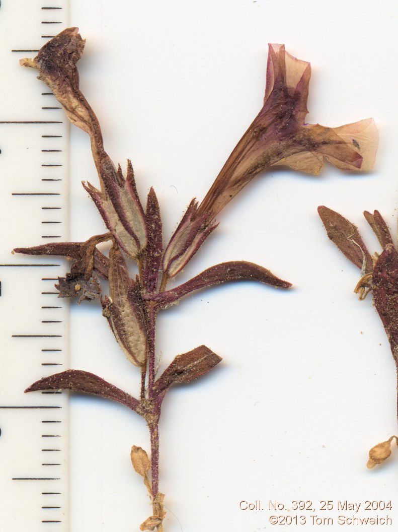 Phrymaceae Mimulus nanus mephiticus