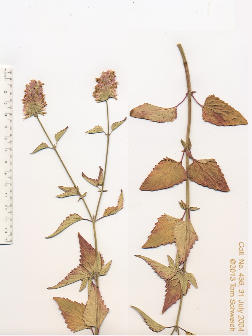 Lamiaceae Monardella odoratissima glauca