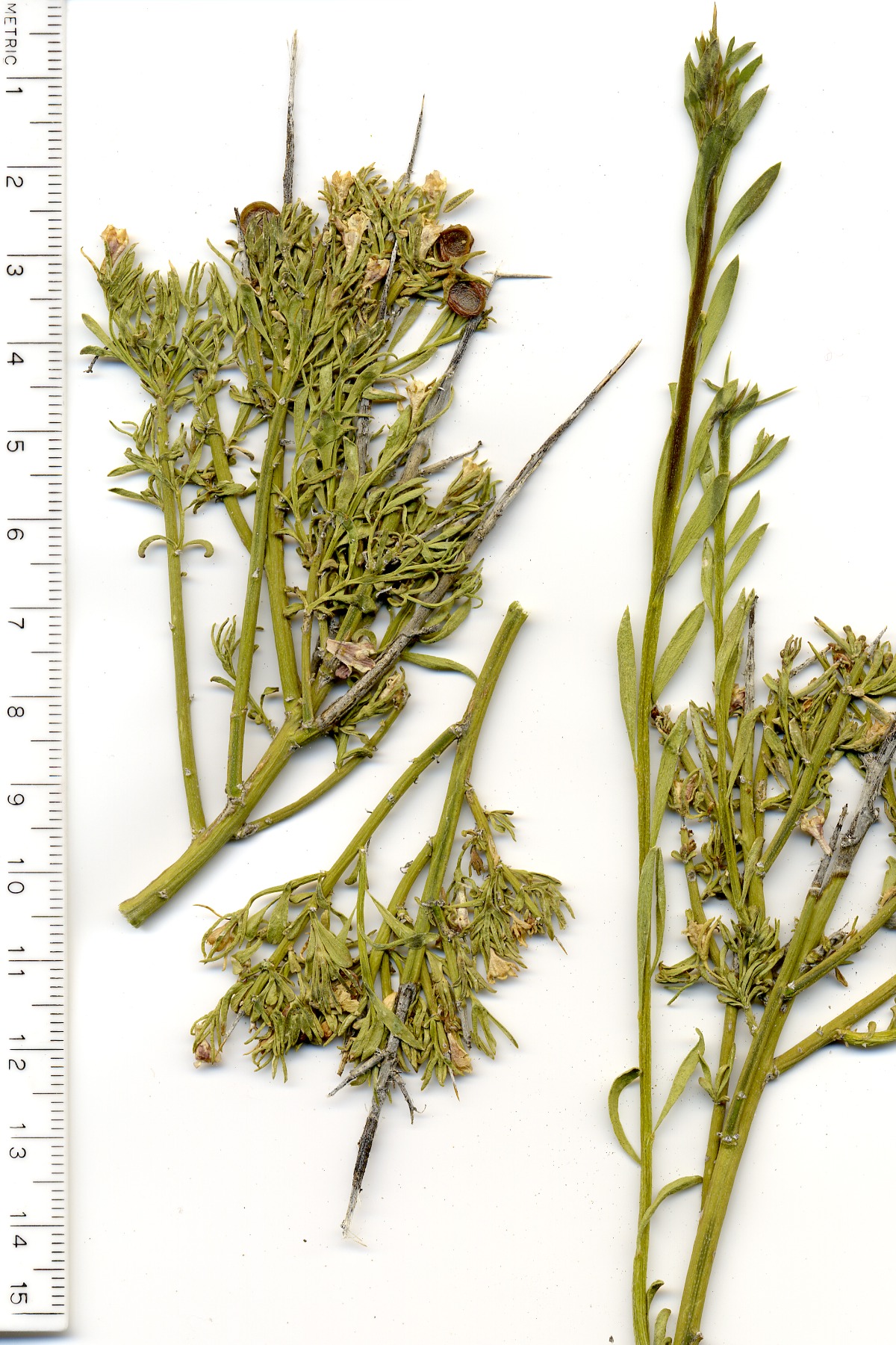 Menodora spinescens, Oleaceae, Mesquite Mountains, San Bernardino County, California