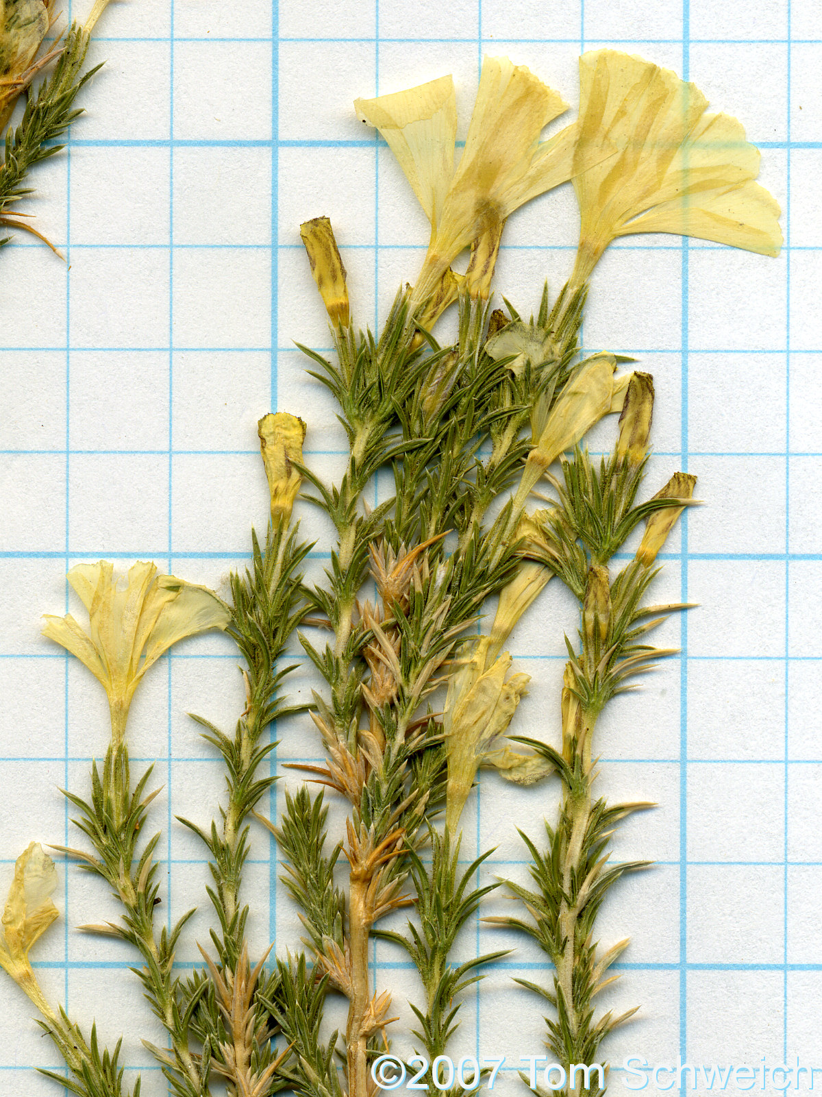 Polemoniaceae, Linanthus pungens, California, Mono County, Cowtrack Mountain