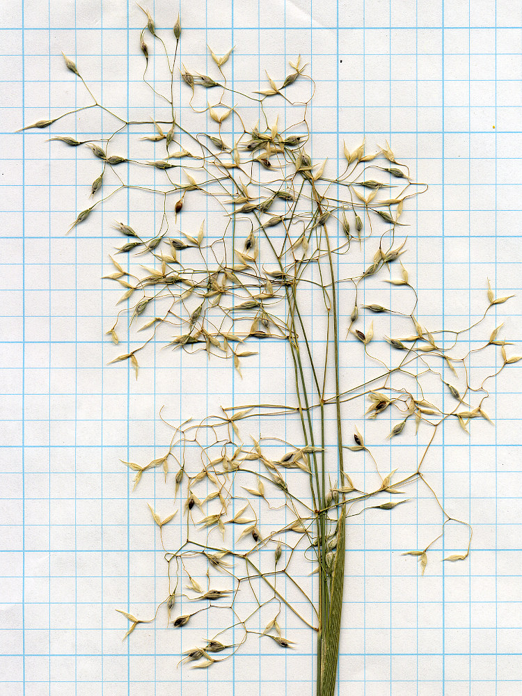 Poaceae Eriocoma hymenoides