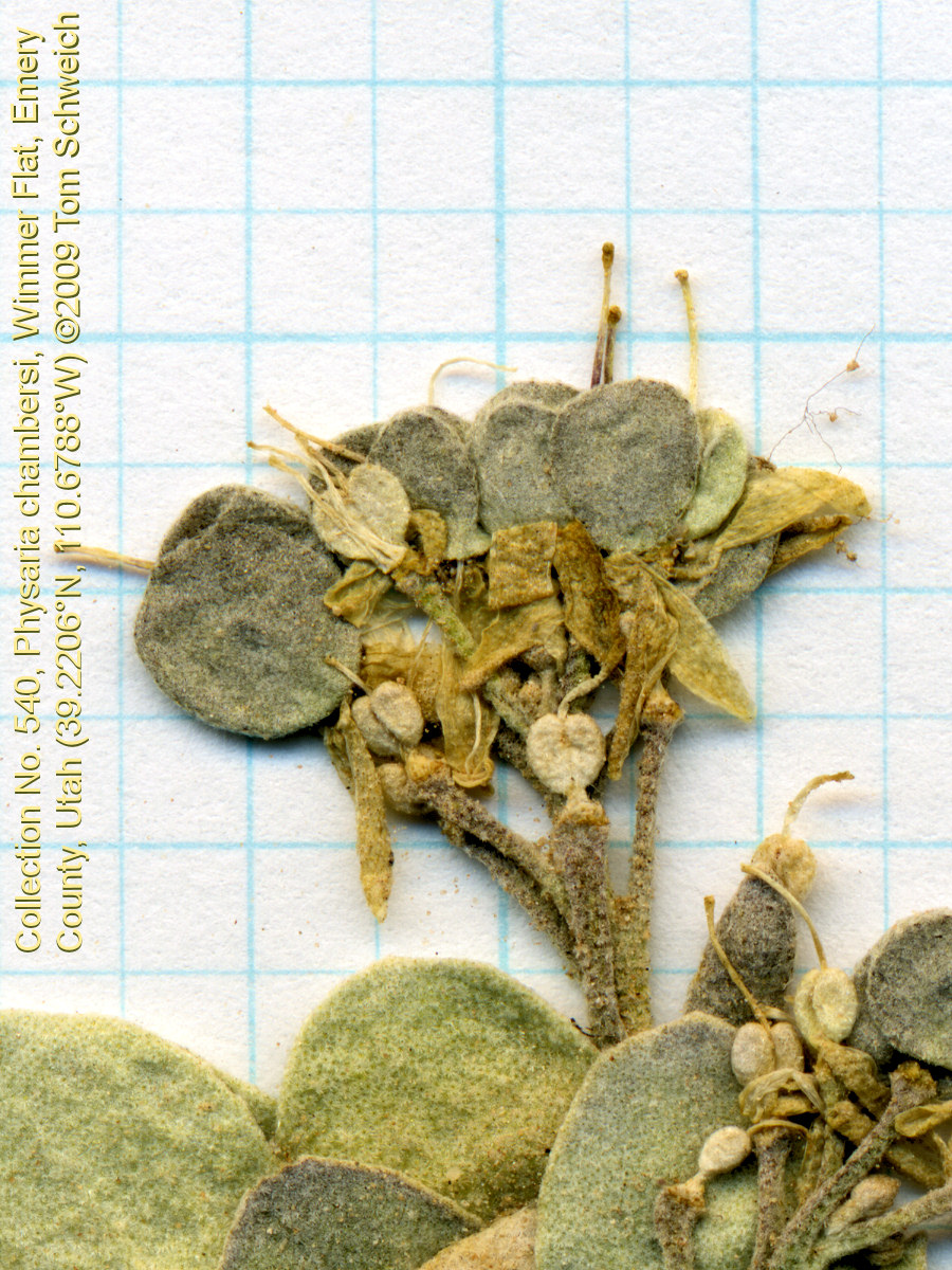 Brassicaceae Physaria chambersi