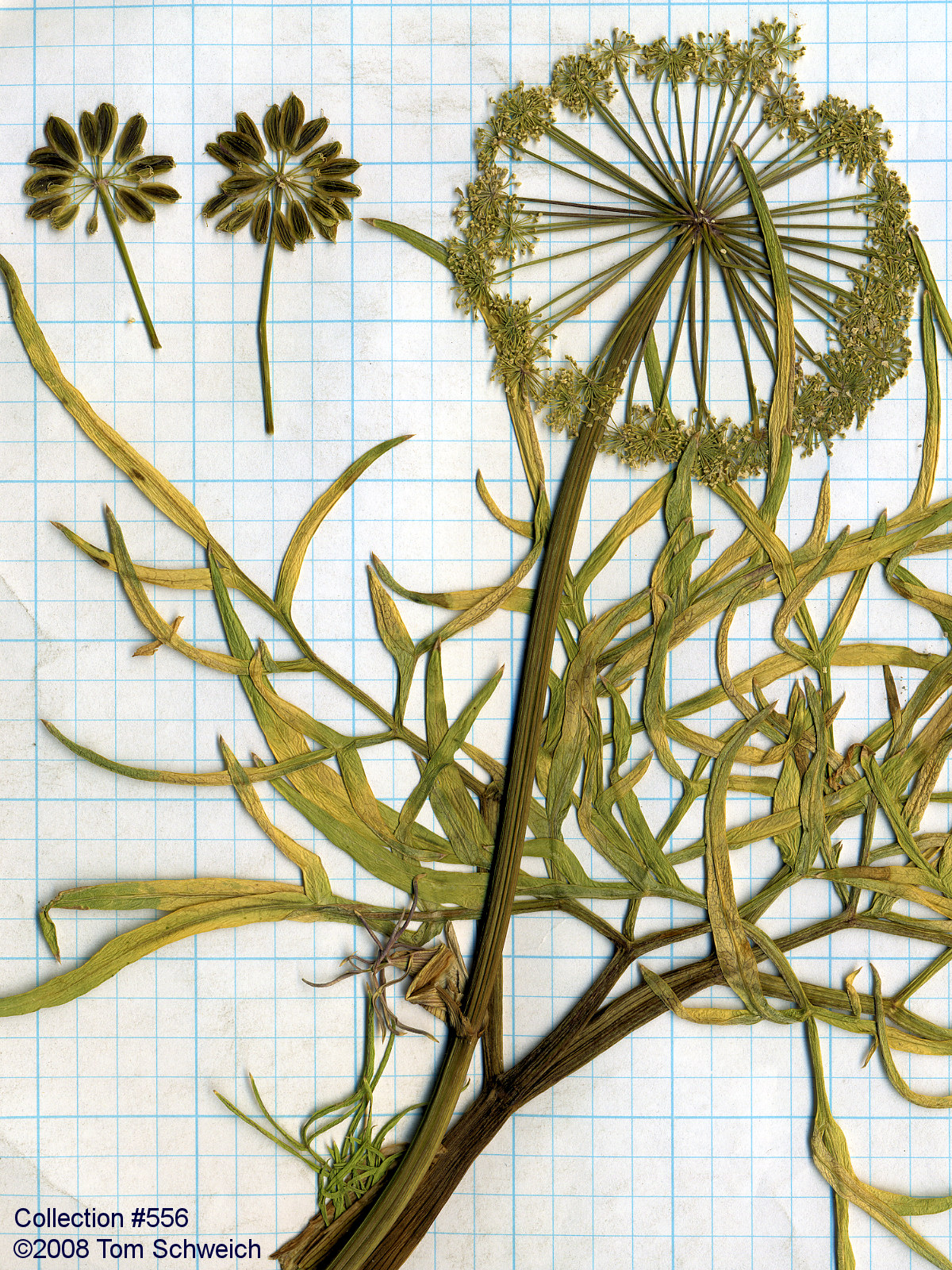 Apiaceae Angelica lineariloba
