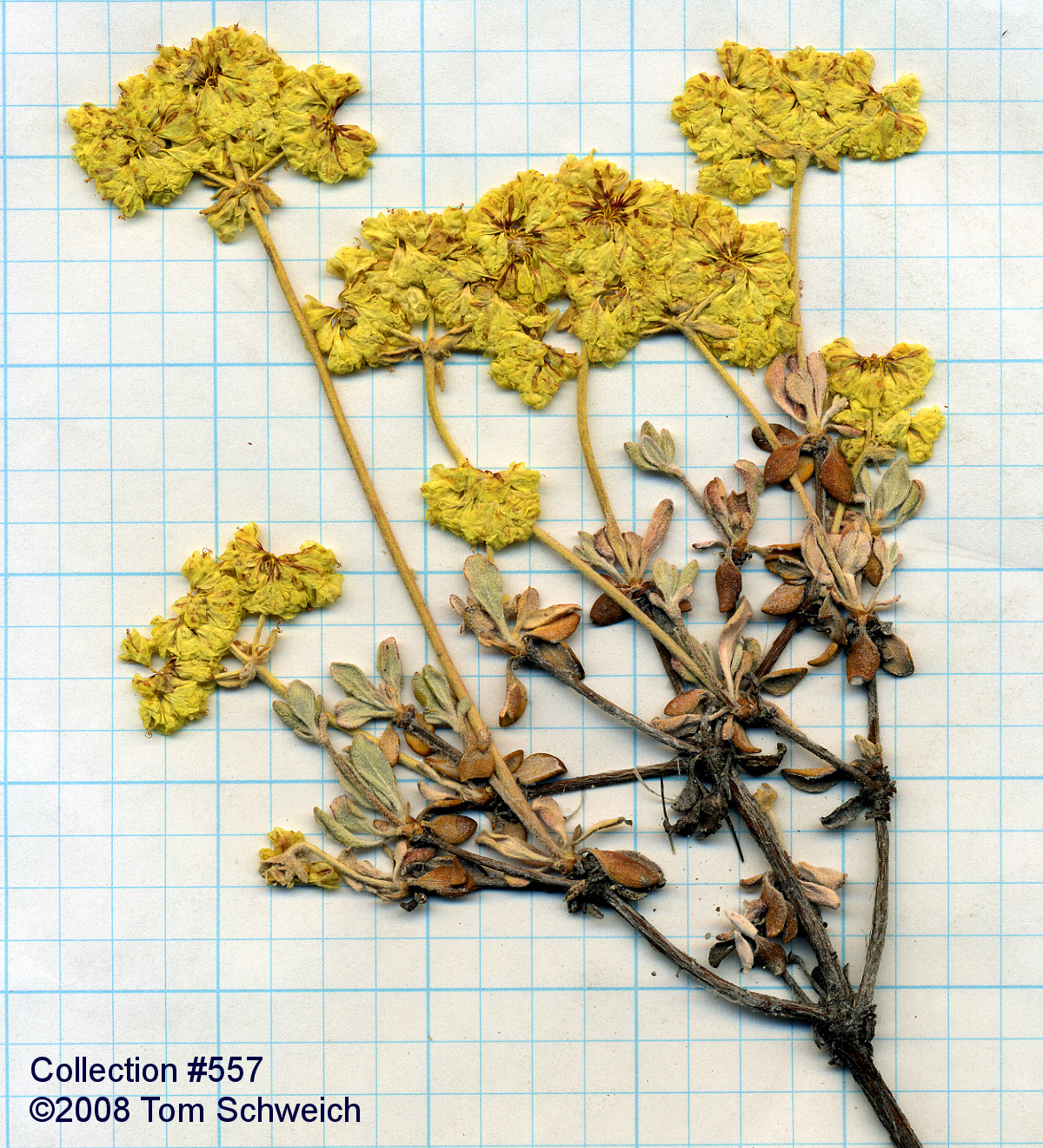 Polygonaceae Eriogonum umbellatum nevadense