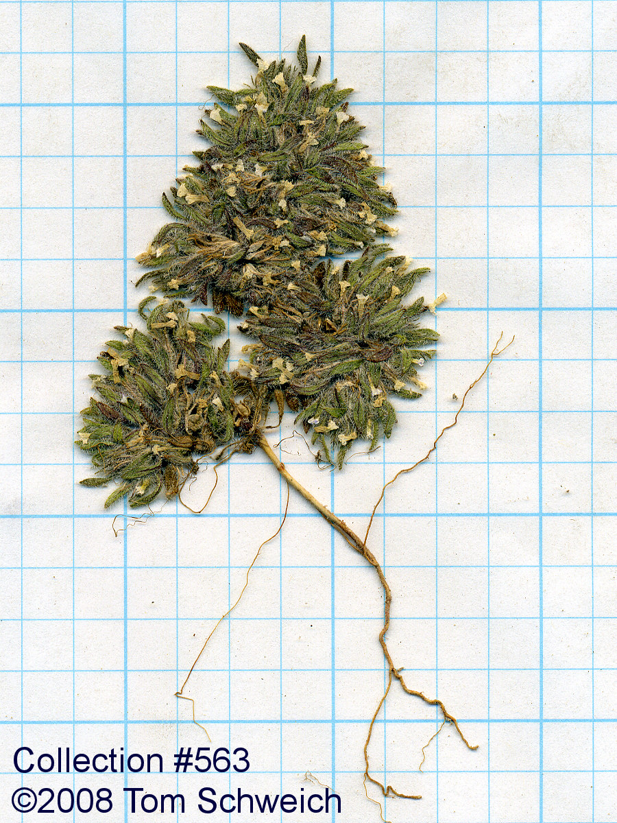 Boraginaceae Cryptantha