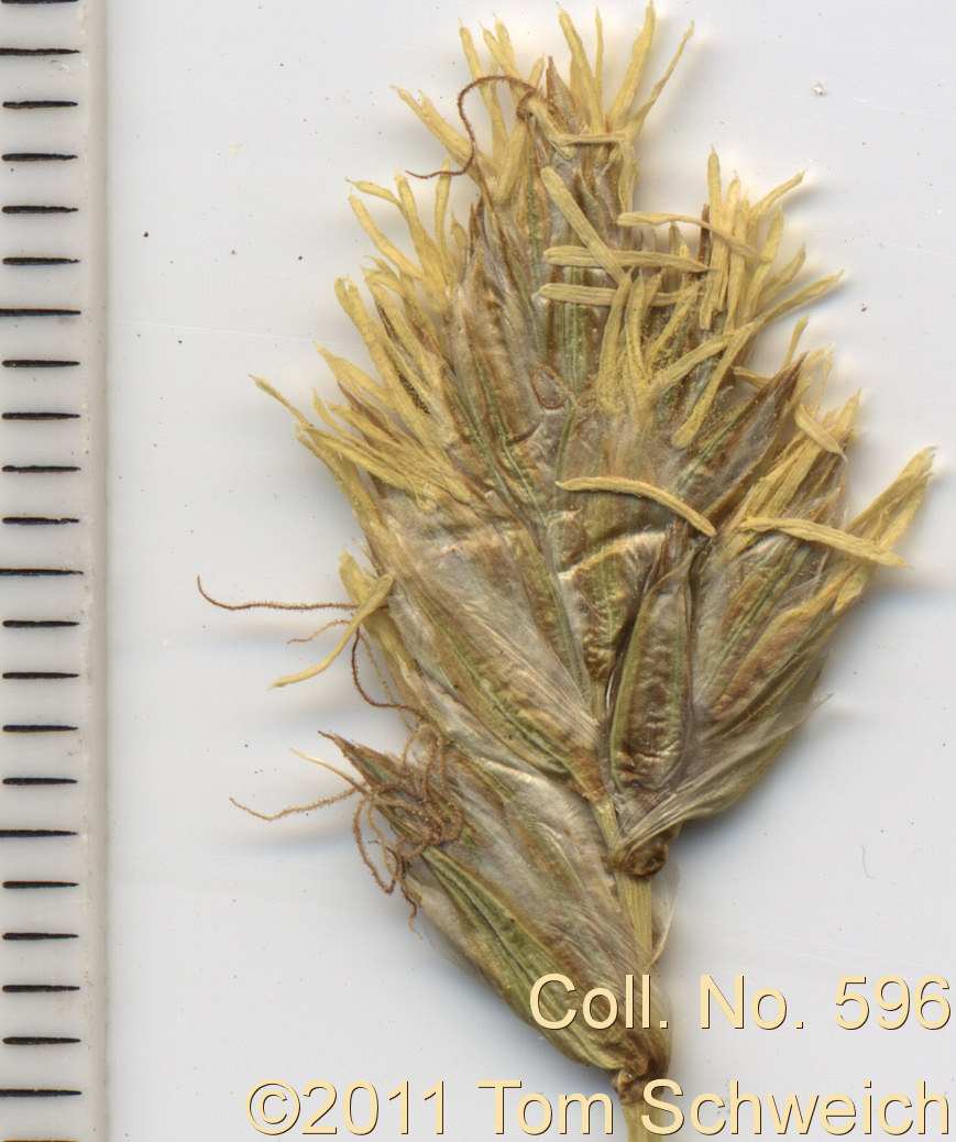 Cyperaceae Carex douglasii