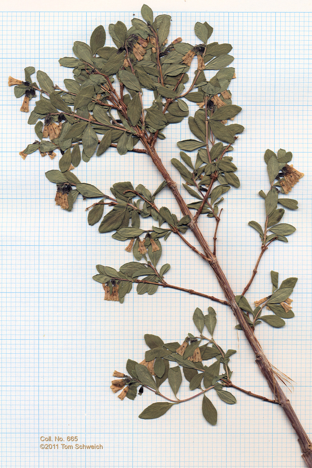 Caprifoliaceae Symphoricarpos rotundifolius