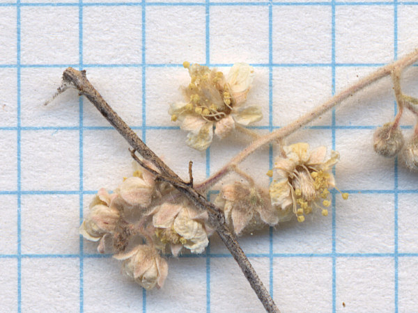 Rosaceae Holodiscus discolor microphyllus