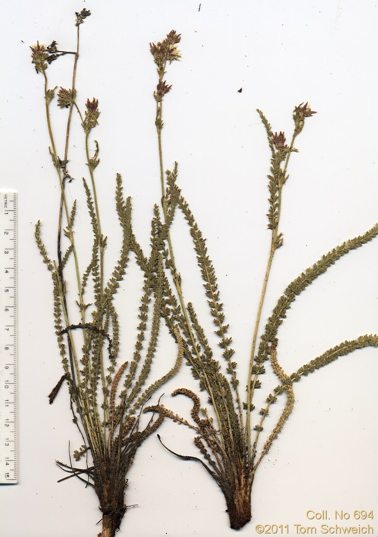 Rosaceae Horkeliella congdonis