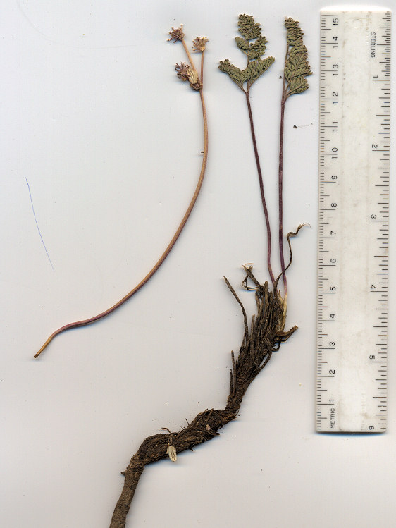 Apiaceae Cymopterus cinerarius