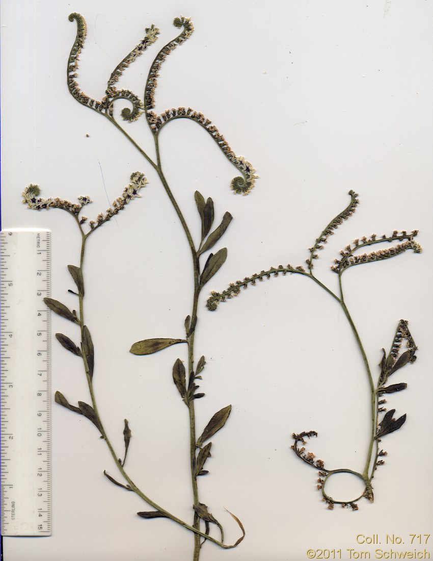Boraginaceae Heliotropium curassavicum