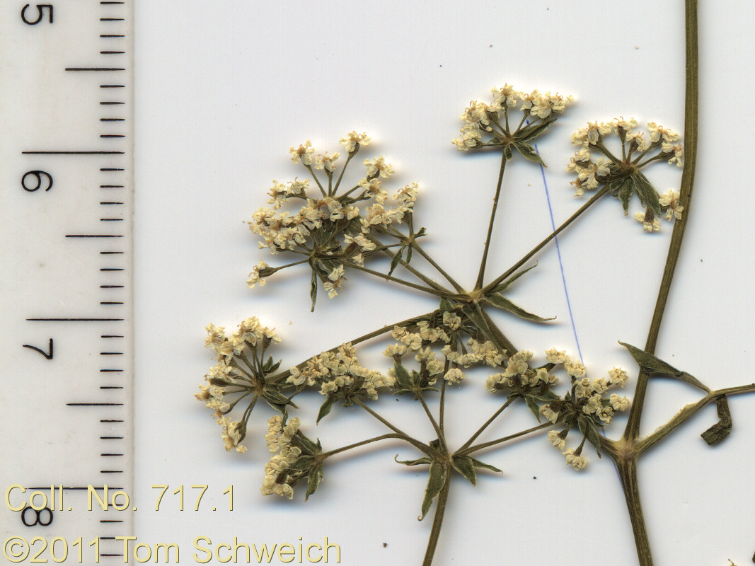 Apiaceae Berula erecta