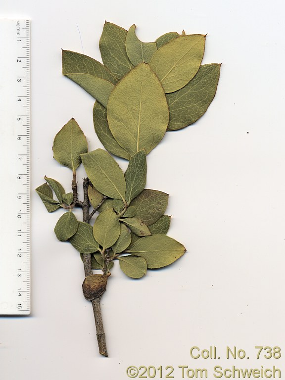 Garryaceae Garrya wrightii