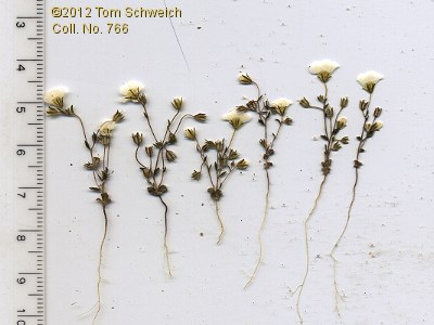 Polemoniaceae Linanthus inyoensis