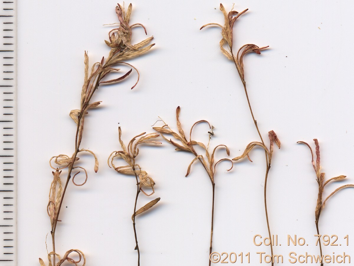 Onagraceae ?