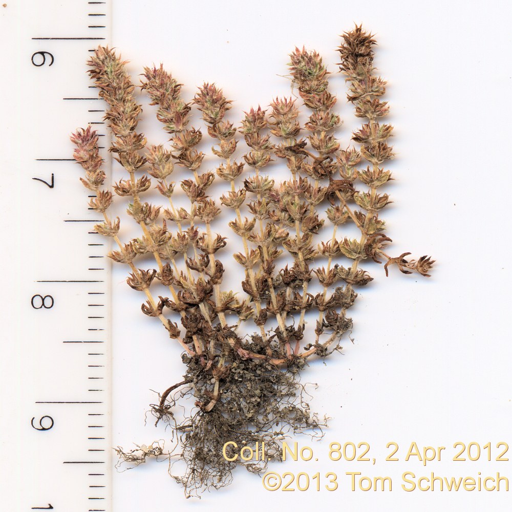 Crassulaceae Crassula tillaea