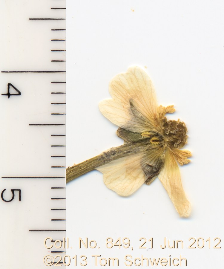 Ranunculaceae Ranunculus aquatilis diffusus
