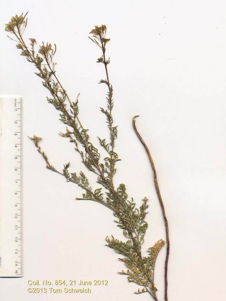 Brassicaceae Descurainia sophia