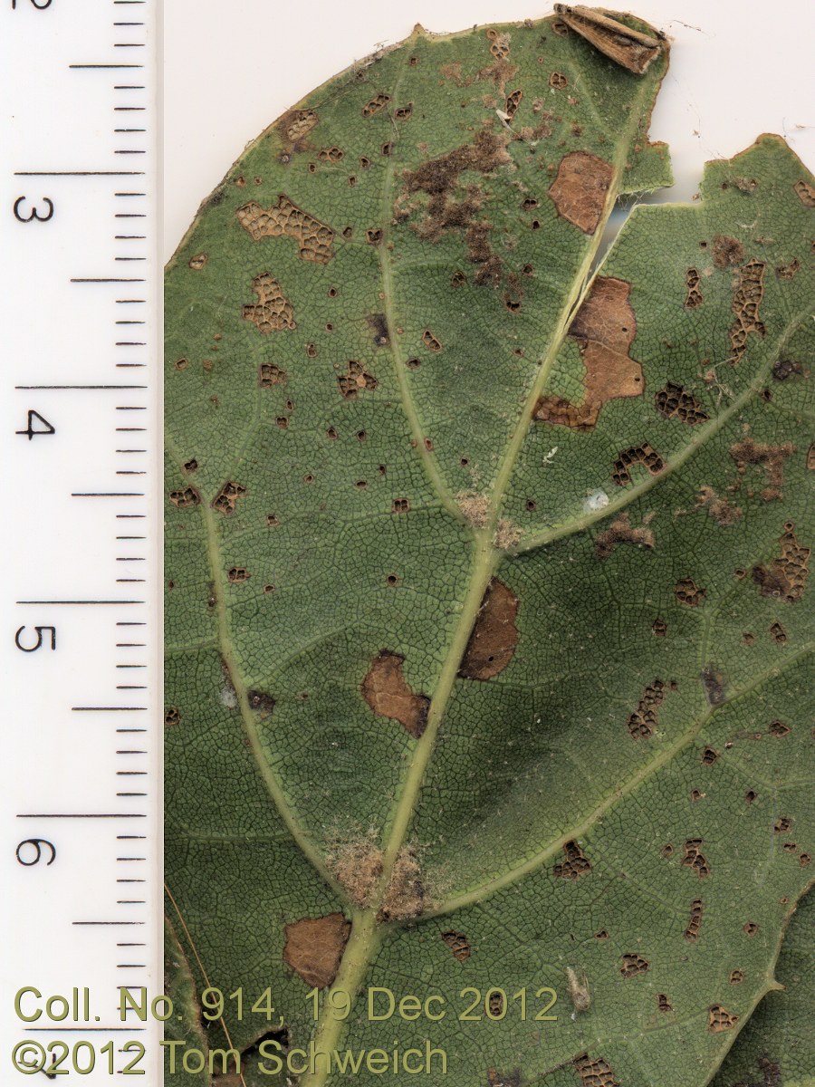Fagaceae Quercus agrifolia agrifolia