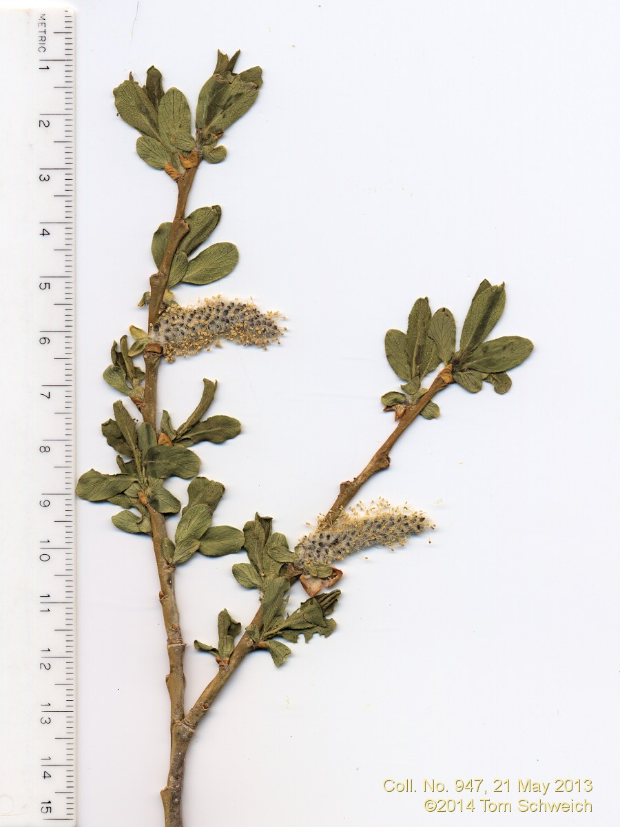 Salicaceae Salix lutea