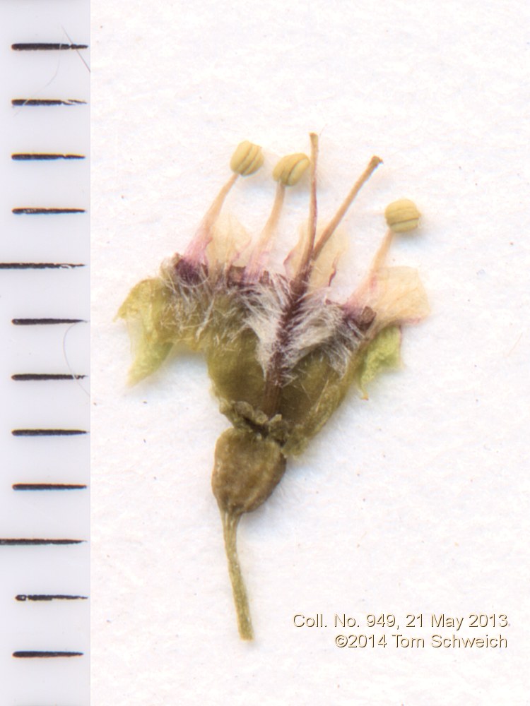 Grossulariaceae Ribes inerme inerme