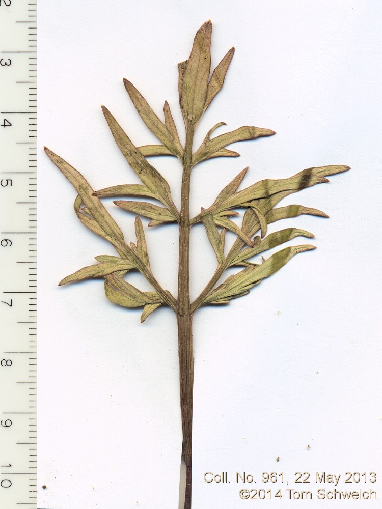 Apiaceae Perideridia bolanderi bolanderi