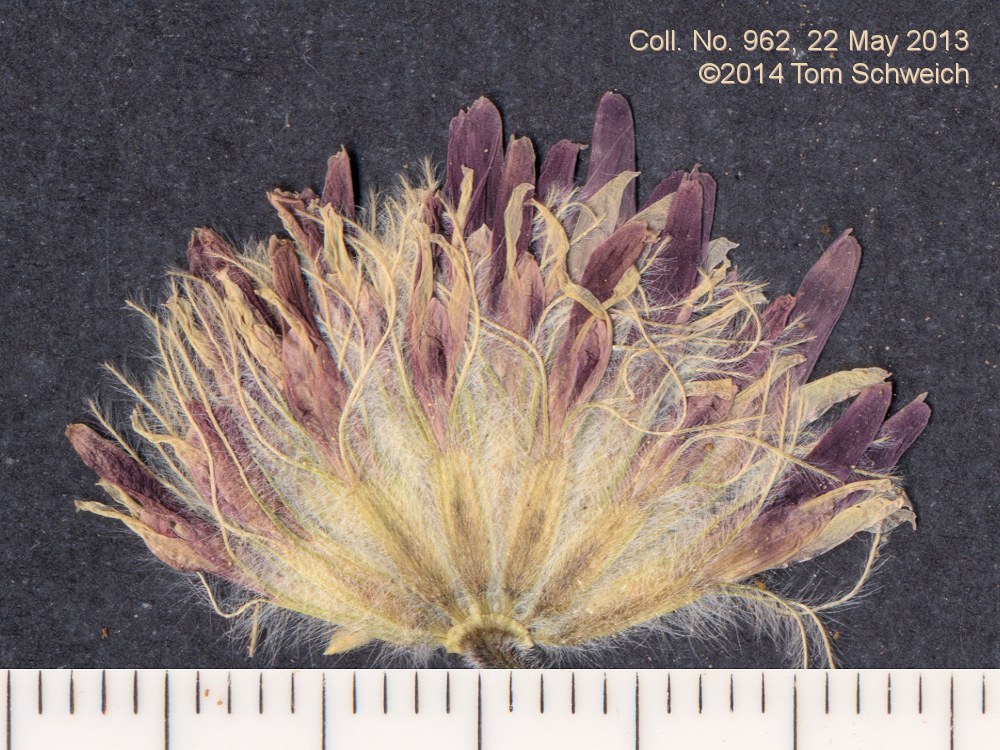 Fabaceae Trifolium andersonii beatleyae