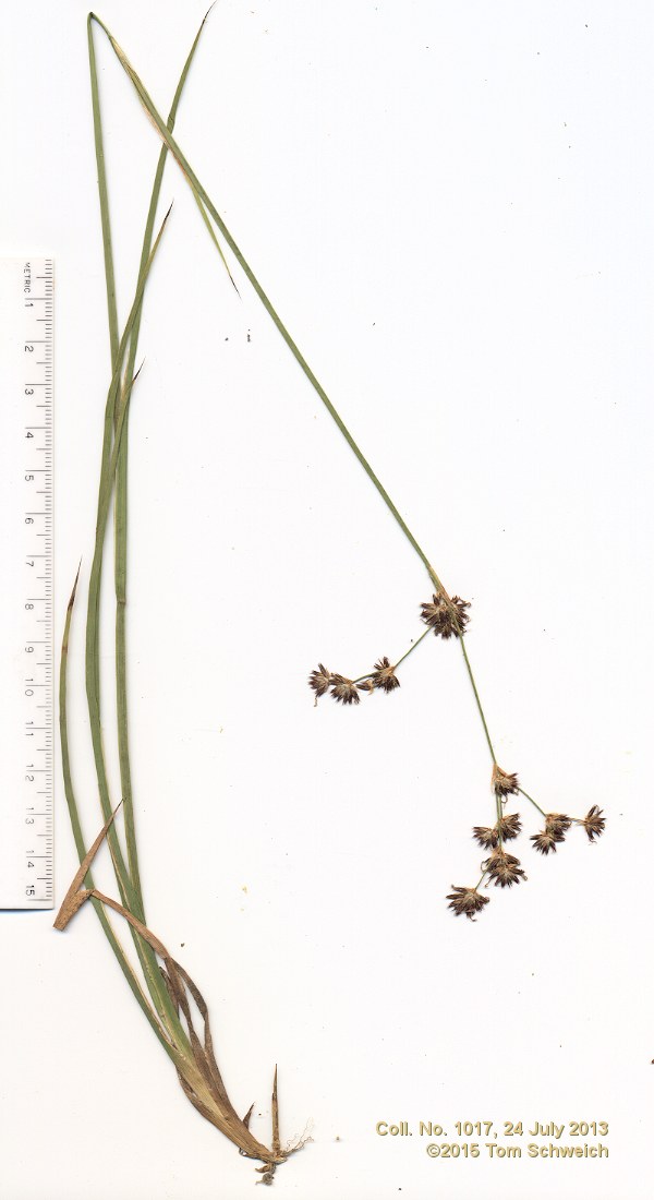 Juncaceae Juncus macrandrus