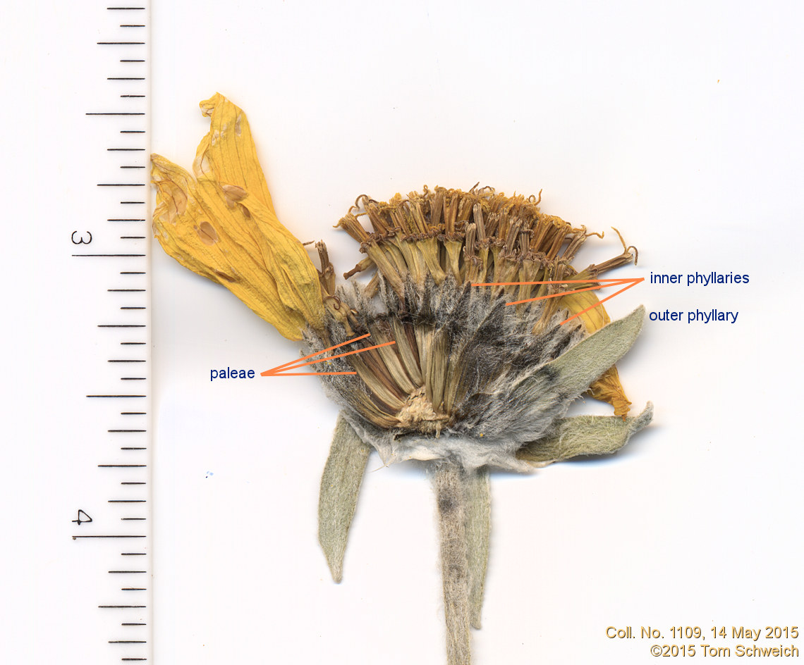 Asteraceae Balsamorhiza sagittata