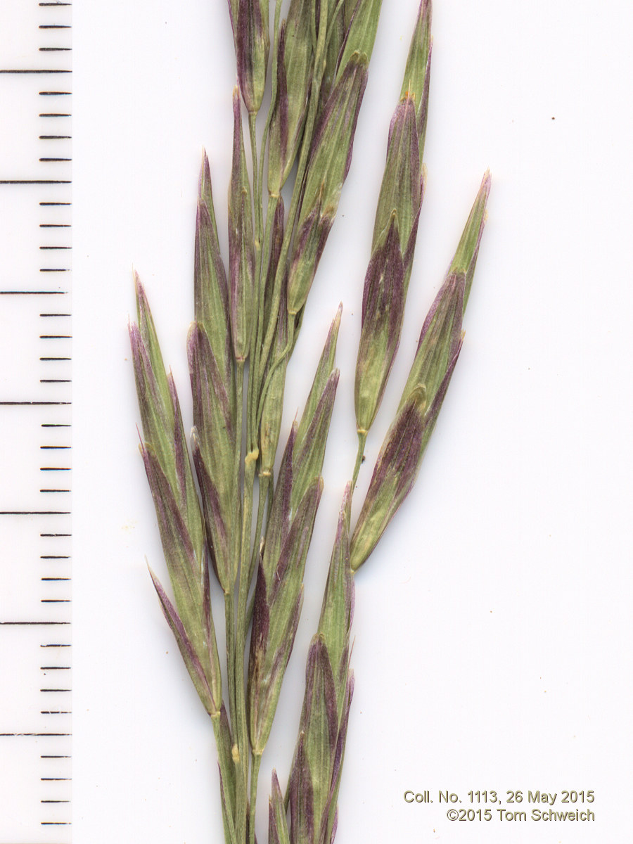 Poaceae Bromus inermis