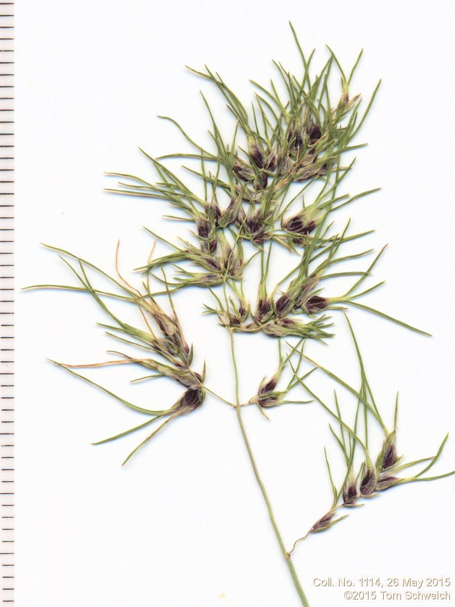 Poaceae Poa bulbosa