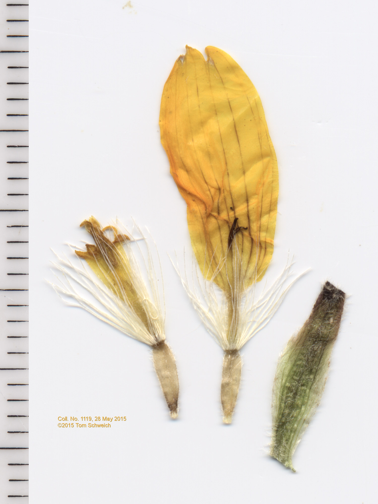 Asteraceae Arnica fulgens