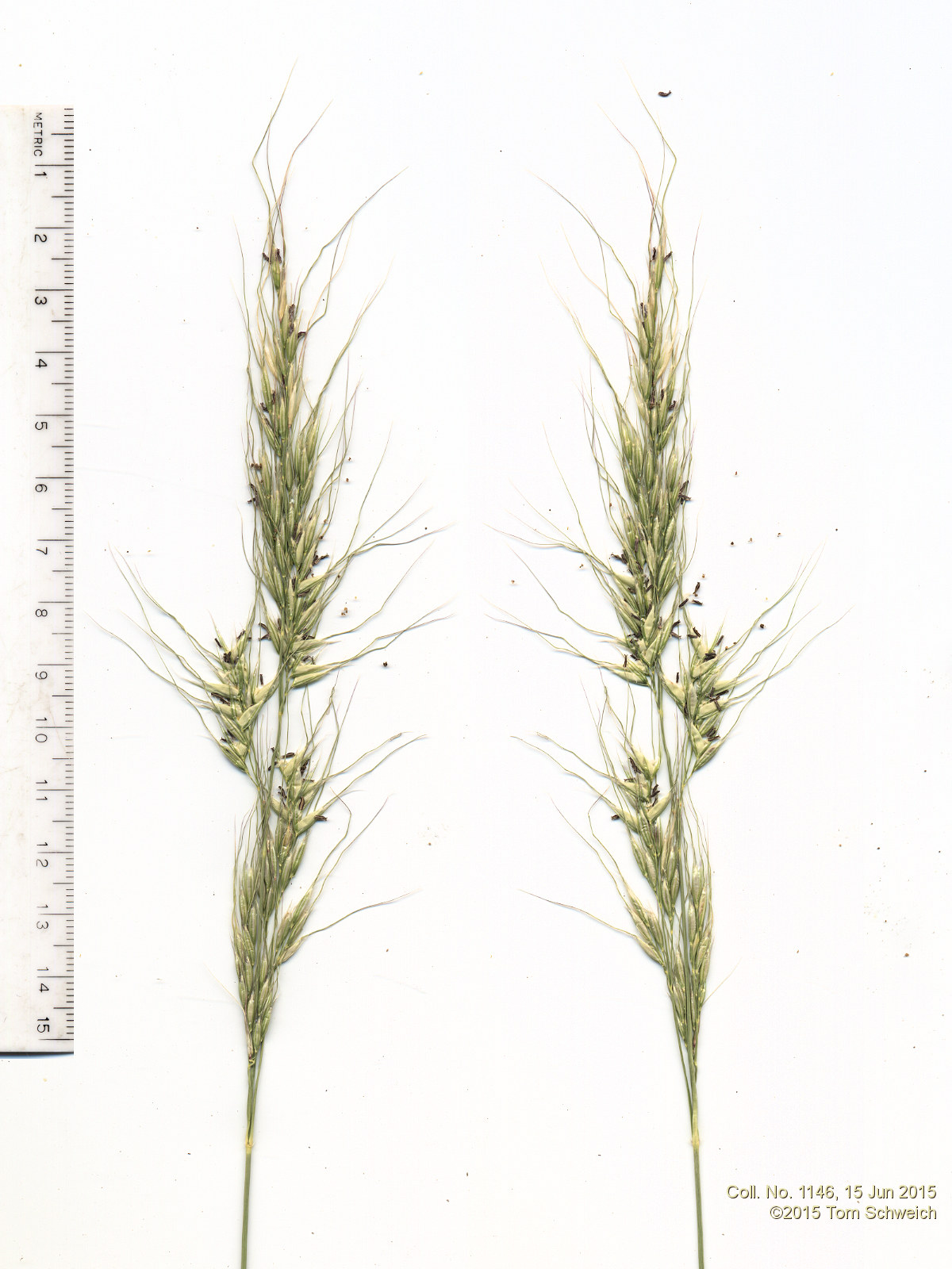 Poaceae Nassella viridula