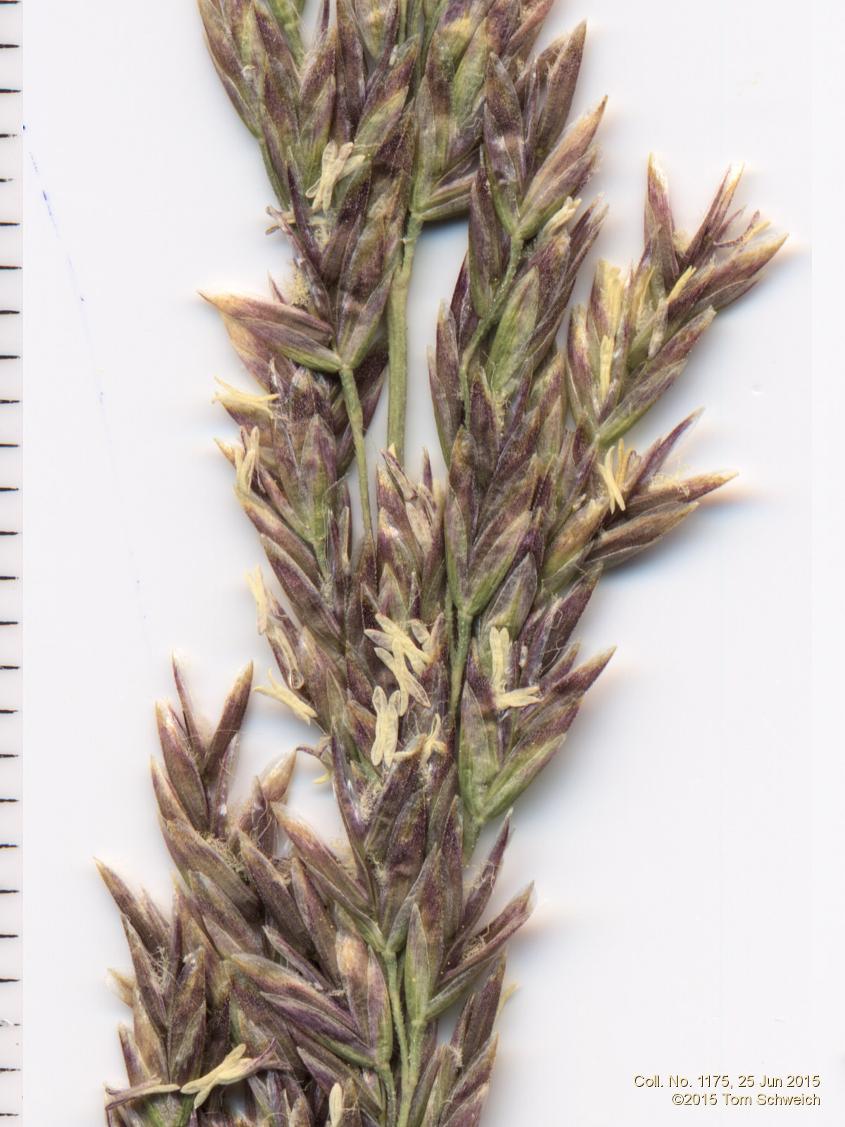 Poaceae Poa secunda juncifolia