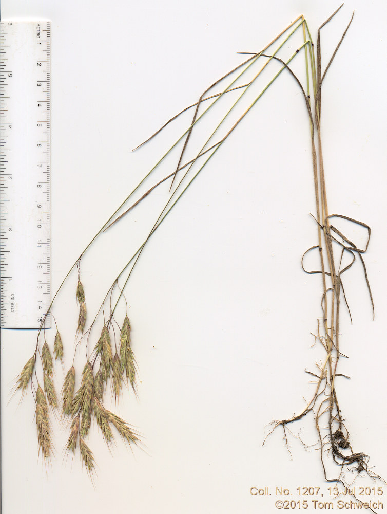 Poaceae Bromus japonicus