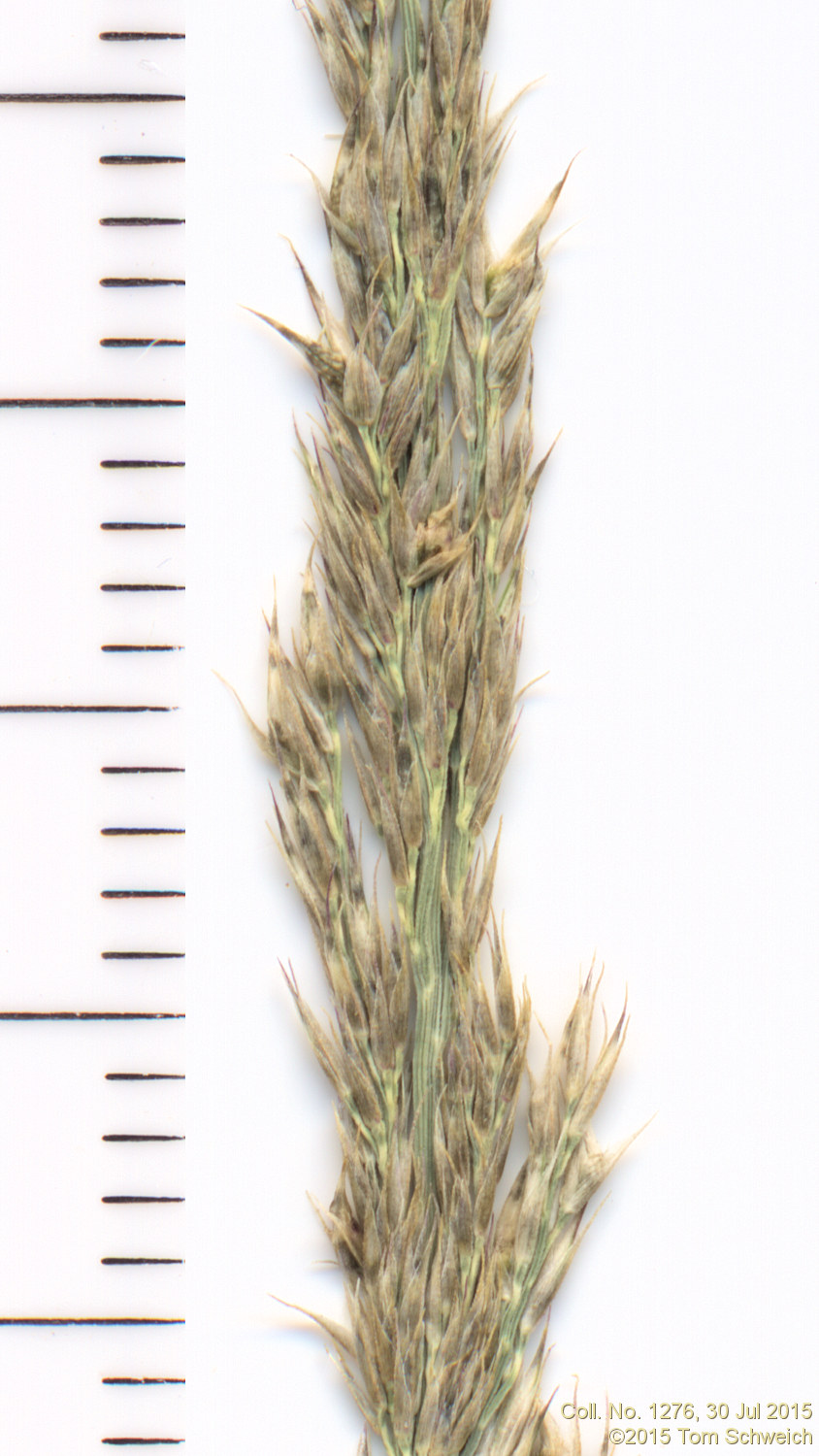 Poaceae Muhlenbergia wrightii