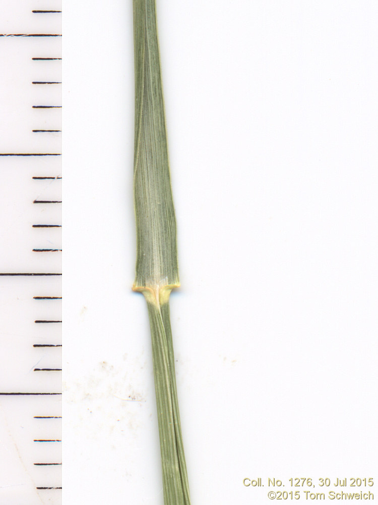 Poaceae Muhlenbergia wrightii