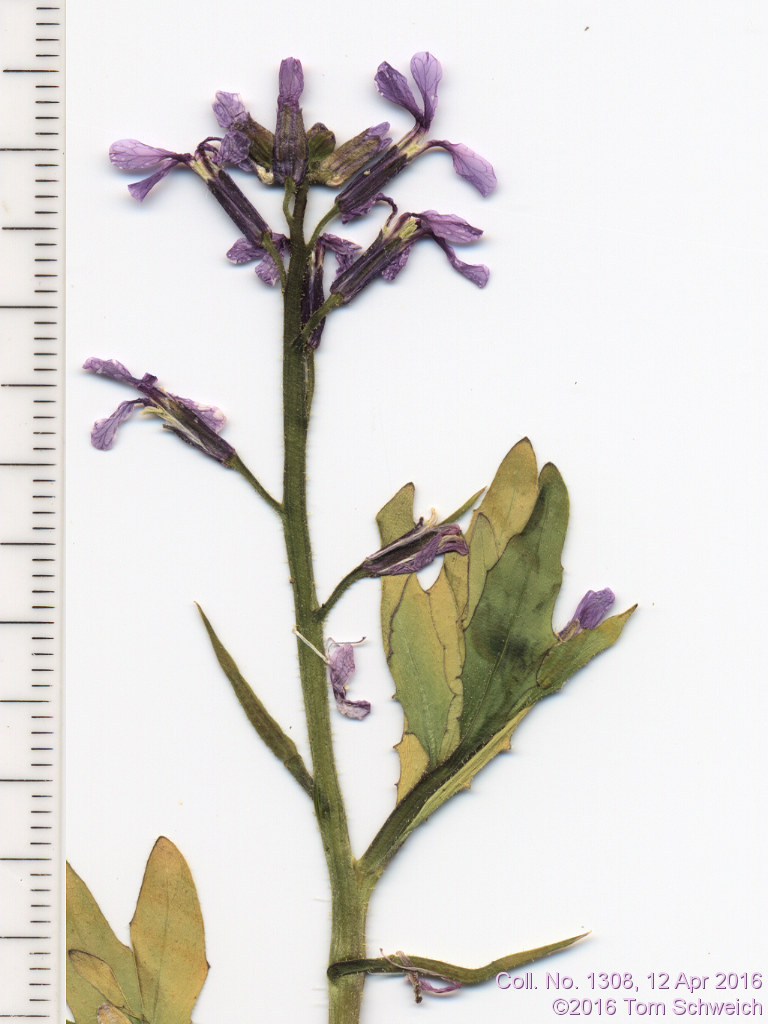 Brassicaceae Chorispora tenella
