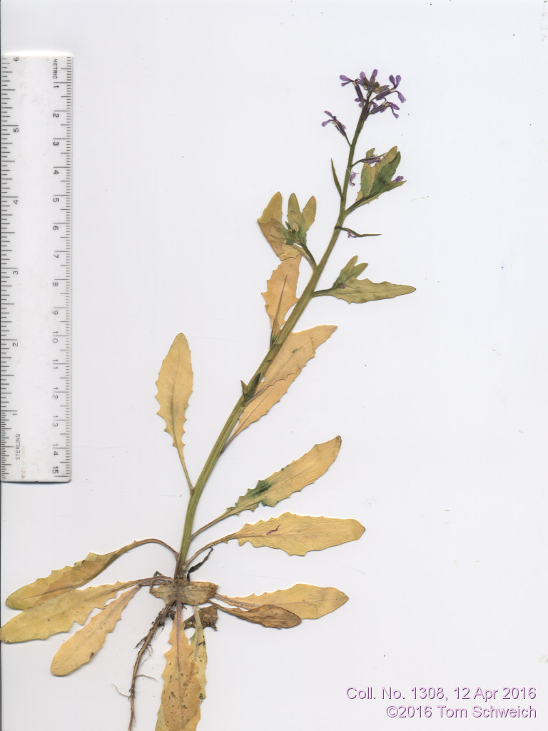 Brassicaceae Chorispora tenella