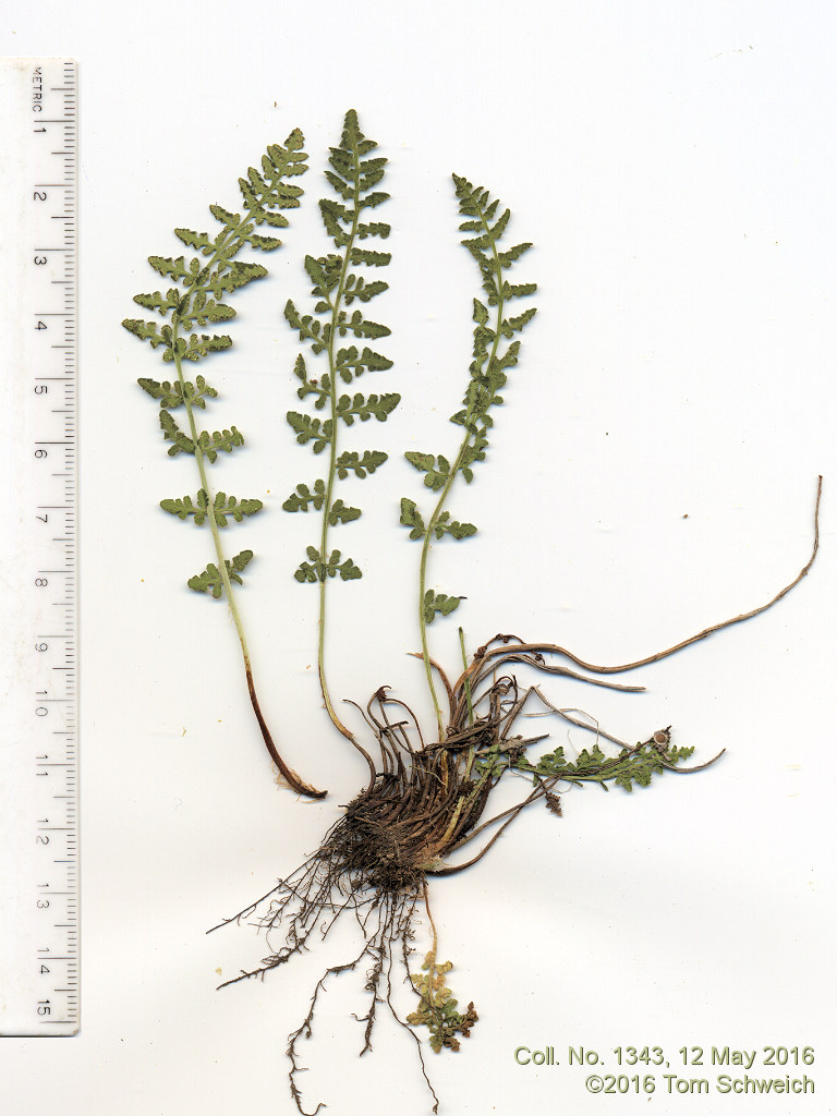 Dryopteridaceae Woodsia oregana cathcartiana