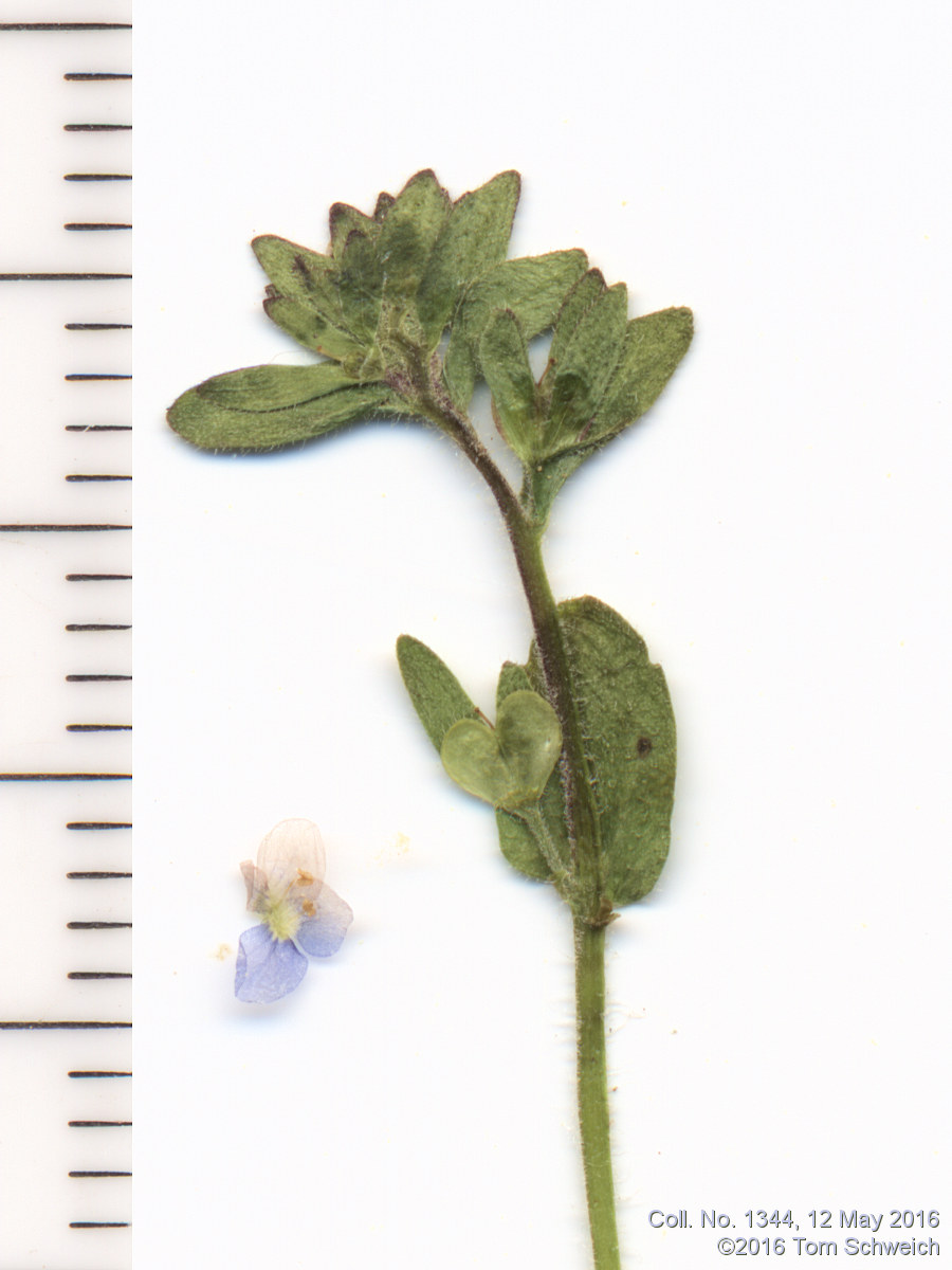 Plantaginaceae Veronica arvensis