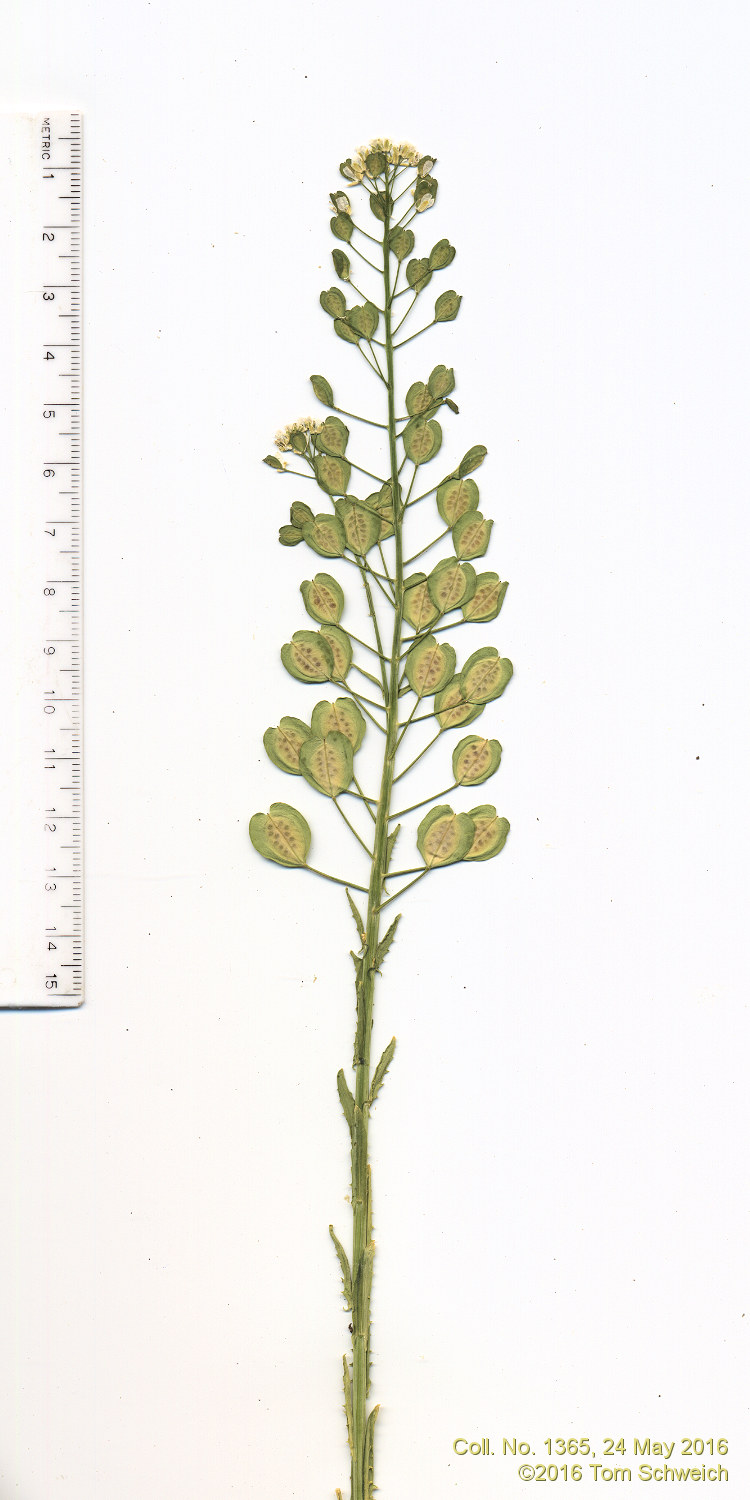 Brassicaceae Thlaspi arvense