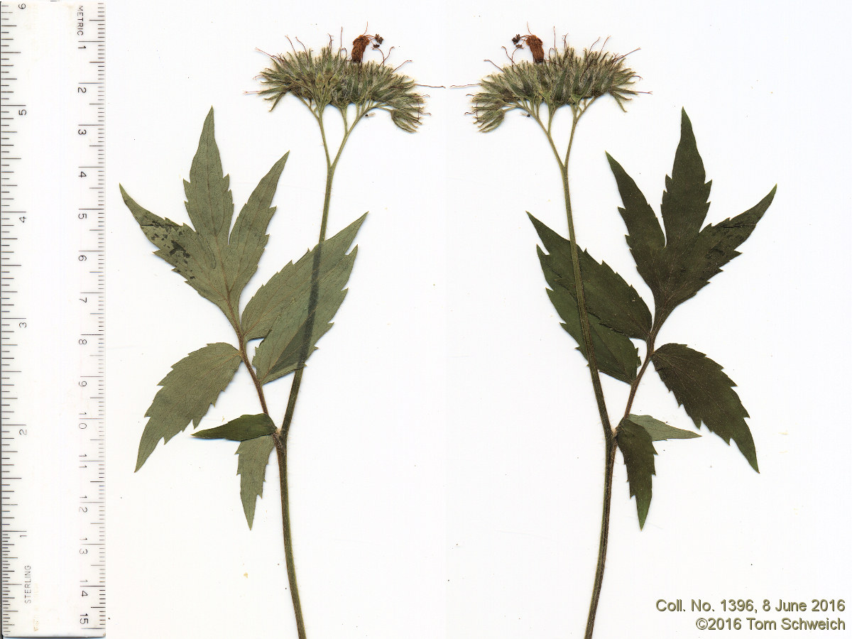 Boraginaceae Hydrophyllum fendleri