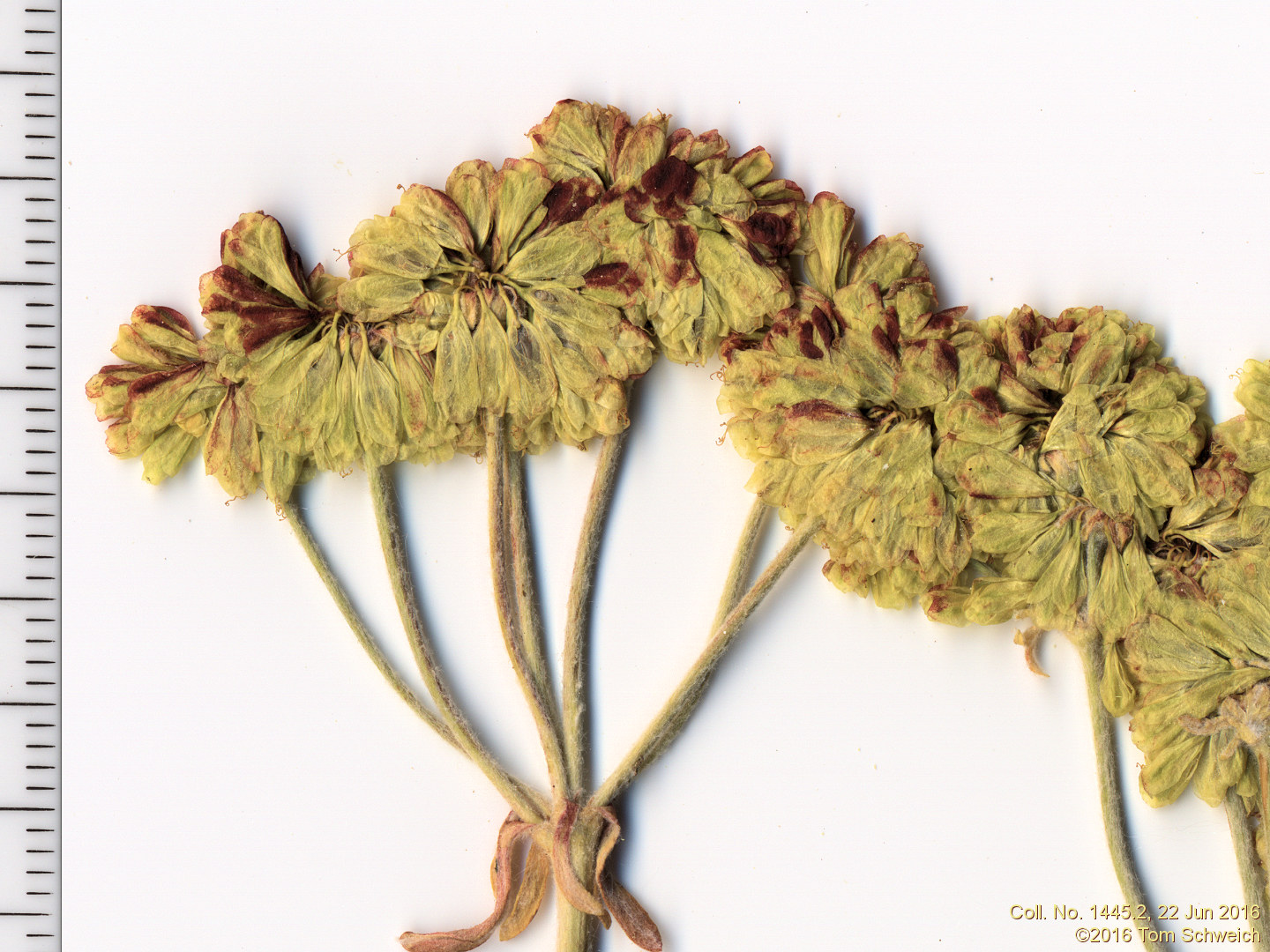 Polygonaceae Eriogonum umbellatum umbellatum